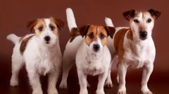 Jack russell terrier (photo) - veselo pasme psa iz filma maska